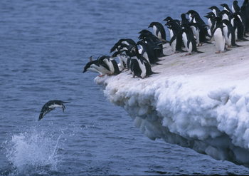 Jumping Penguins